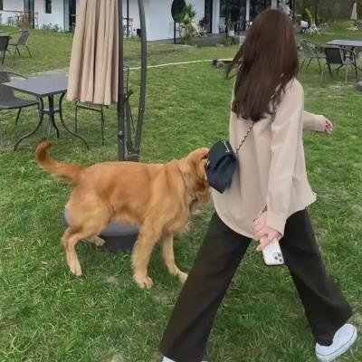 灵魂梦飞翔